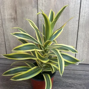 Song of India Dracaena Reflexa Live Plant – 4