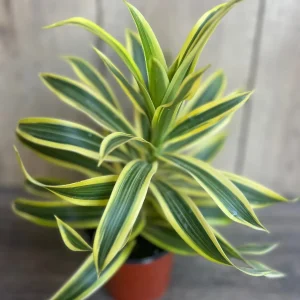 Song of India Dracaena Reflexa Live Plant – 4