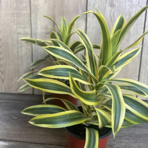Song of India Dracaena Reflexa Live Plant – 4