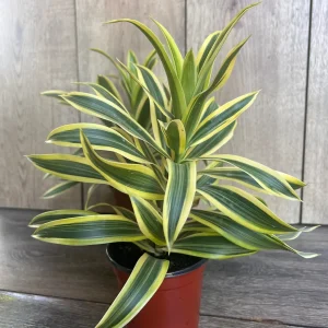 Song of India Dracaena Reflexa Live Plant – 4