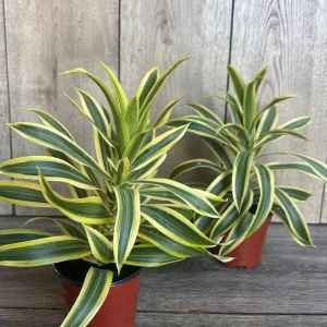 Song of India Dracaena Reflexa Live Plant – 4