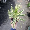 Song of India Dracaena reflexa Live Plant – 4in Pot – Indoor Foliage - Image 1