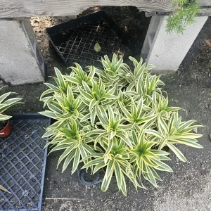 Song of India Dracaena reflexa Live Plant – 4in Pot – Indoor Foliage - Image 2