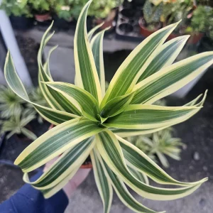 Song of India Dracaena reflexa Live Plant – 4in Pot – Indoor Foliage - Image 3