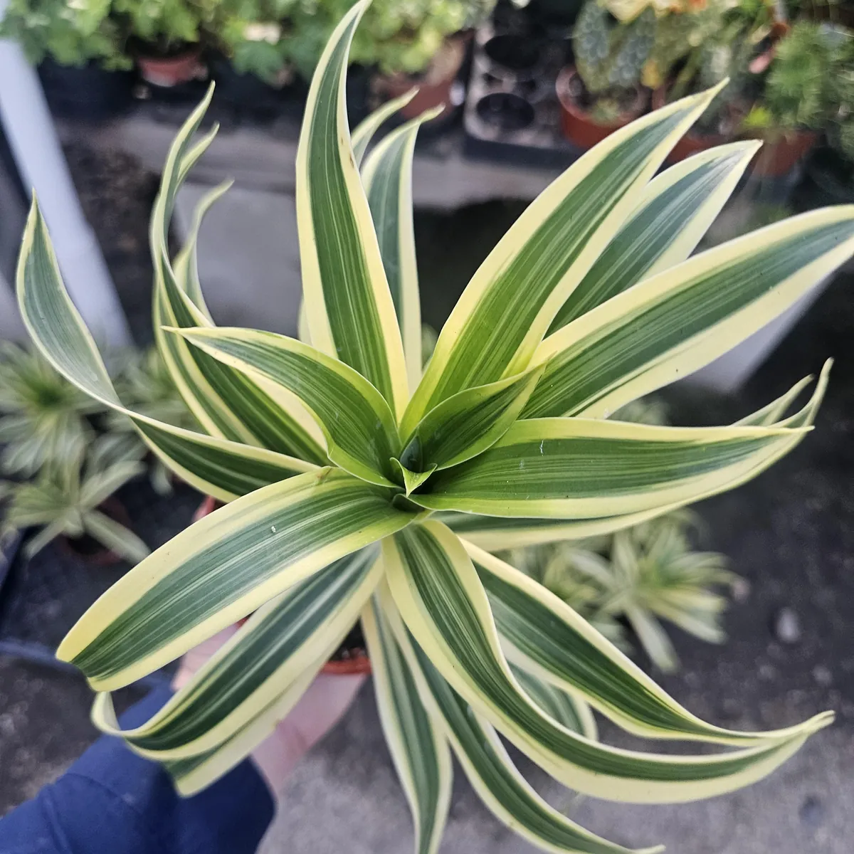 Song of India Dracaena reflexa Live Plant – 4in Pot – Indoor Foliage - Image 3