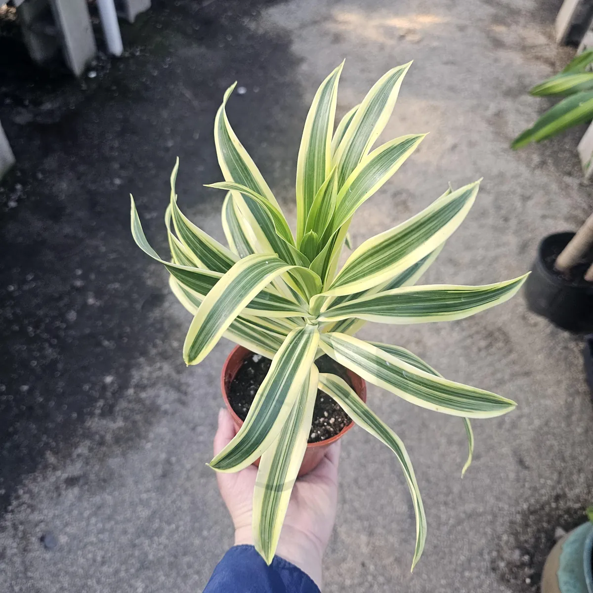 Song of India Dracaena reflexa Live Plant – 4in Pot – Indoor Foliage - Image 1