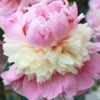 Sorbet Peony Bareroot Plant - 2-3 Eye - Double Light Pink & Cream Blooms - Image 1