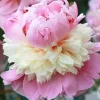 Sorbet Peony Bareroot Plant, 2-3 Eye, Pink & Cream Blooms, Outdoor - Image 1