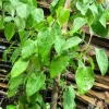 Sour Leaf Vine Plant - Live Cây Lá Giang - 3 Feet Tall - Edible Herb - Image 1
