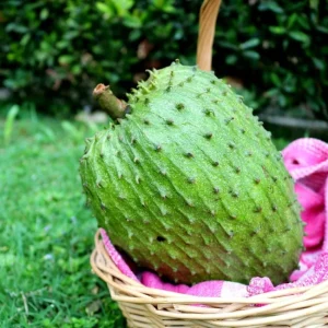 Soursop Live Plant - Guanabana Tree 4 Feet Tall - Ships in 3 Gallon Pot - Image 1