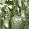 Soursop Tree Live Plant - Annona Muricata Graviola Guanabana - 18-25 inches Tall - Image 1