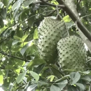 Soursop Tree Live Plant Annona Muricata Graviola Guanabana 18-25 inches Tall Tropical Outdoor - Image 6