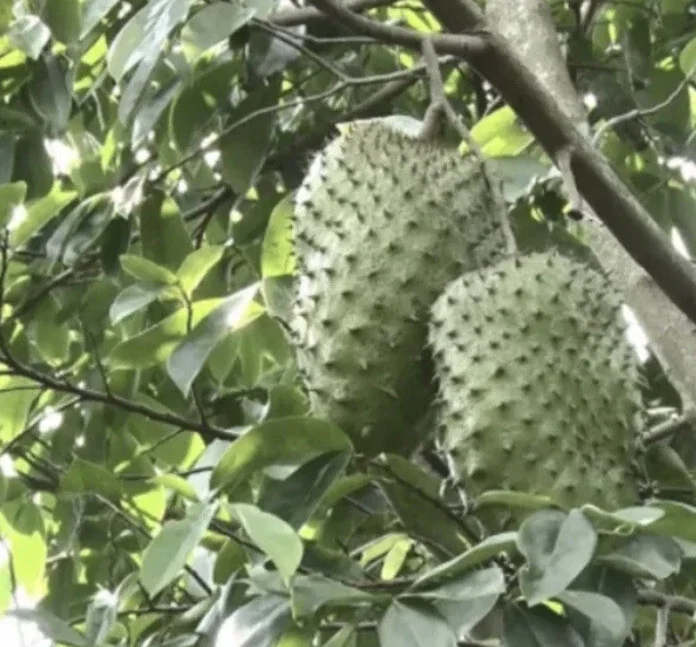 Soursop Tree Live Plant Annona Muricata Graviola Guanabana 18-25 inches Tall Tropical Outdoor - Image 6