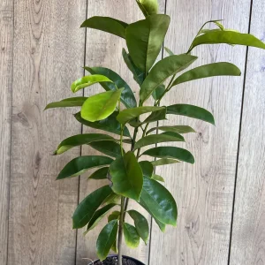 Soursop Tree Live Plant (Guanabana) - 1/2 Gallon Pot - Annona muricata - Image 3