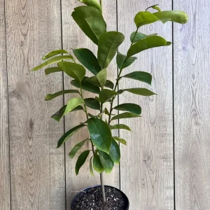 Soursop Tree Live Plant (Guanabana) - 1/2 Gallon Pot - Annona muricata - Image 5