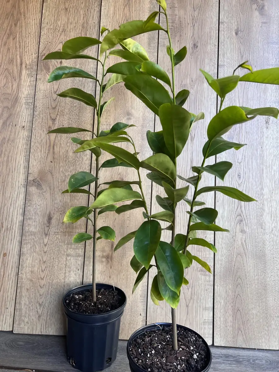 Soursop Tree Live Plant (Guanabana) - 1/2 Gallon Pot - Annona muricata - Image 7