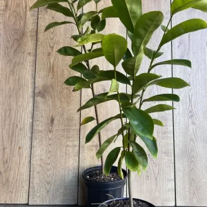 Soursop Tree Live Plant (Guanabana) - 1/2 Gallon Pot - Annona muricata - Image 9