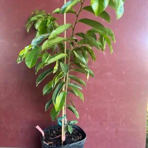 Soursop Tree Live Plant – Guanabana – Annona Muricata – 3 Gallon Pot – Tropical - Image 2