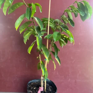 Soursop Tree Live Plant – Guanabana – Annona Muricata – 3 Gallon Pot – Tropical - Image 5