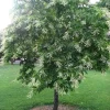 Sourwood Tree (Oxydendrum Arboreum) Bare-Root Plant – Fall Color - Image 1