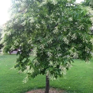 Sourwood Tree (Oxydendrum Arboreum) Bare-Root Plant – Fall Color - Image 1