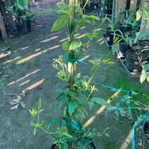 South African Jasmine Live Plant - Fragrant Vine, 1 ft Tall, in 1 Gallon Pot - Image 2