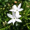 South African Jasmine Live Plant - Fragrant Vine, 1 ft Tall, in 1 Gallon Pot - Image 1