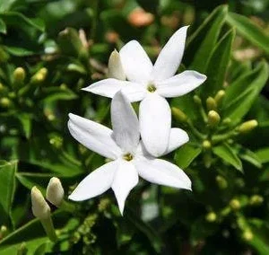 South African Jasmine Live Plant - Fragrant Vine, 1 ft Tall, in 1 Gallon Pot - Image 1