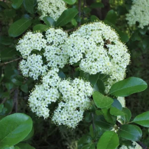 Southern Black Haw Viburnum Live Plant - Native Shrub, Quart Pot - USDA Zones 4-7 - Image 2