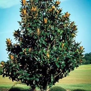 Southern Magnolia Tree Bare-root - 2-Pack, Fragrant White Flowers, Outdoor - Image 2