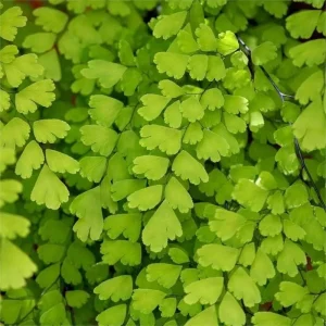 Southern Maidenhair Fern Live Plant – 1 Foot Tall – 6 inch Pot – Adiantum Capillus-Veneris - Image 2
