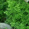 Southern Maidenhair Fern Live Plant – 1 Foot Tall – 6 inch Pot – Adiantum Capillus-Veneris - Image 1