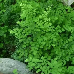 Southern Maidenhair Fern Live Plant – 1 Foot Tall – 6 inch Pot – Adiantum Capillus-Veneris - Image 1