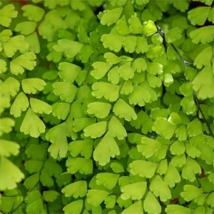 Southern Maidenhair Fern Live Plant – 4