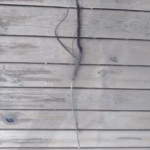 Southern Pecan Tree Bareroot Plant 12-24