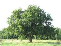 Southern Pecan Tree Bareroot Plant 12-24" – Outdoor Nut Tree - Image 1