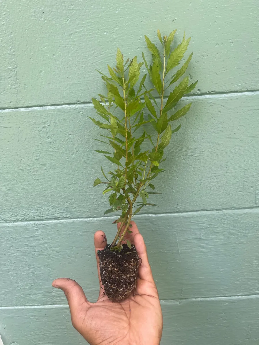 Southern Wax Myrtle Live Plant – Myrica cerifera Evergreen Shrub 10-20+ ft Outdoor - Image 2