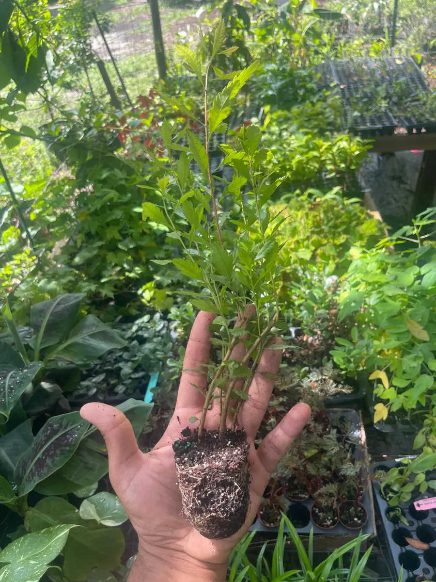 Southern Wax Myrtle Live Plant – Myrica cerifera Evergreen Shrub 10-20+ ft Outdoor - Image 3