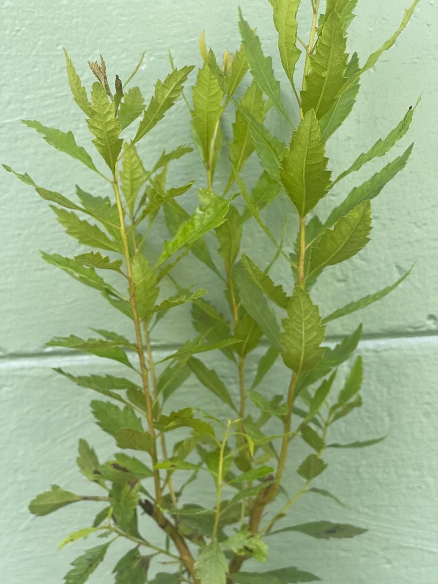 Southern Wax Myrtle Live Plant – Myrica cerifera Evergreen Shrub 10-20+ ft Outdoor - Image 4