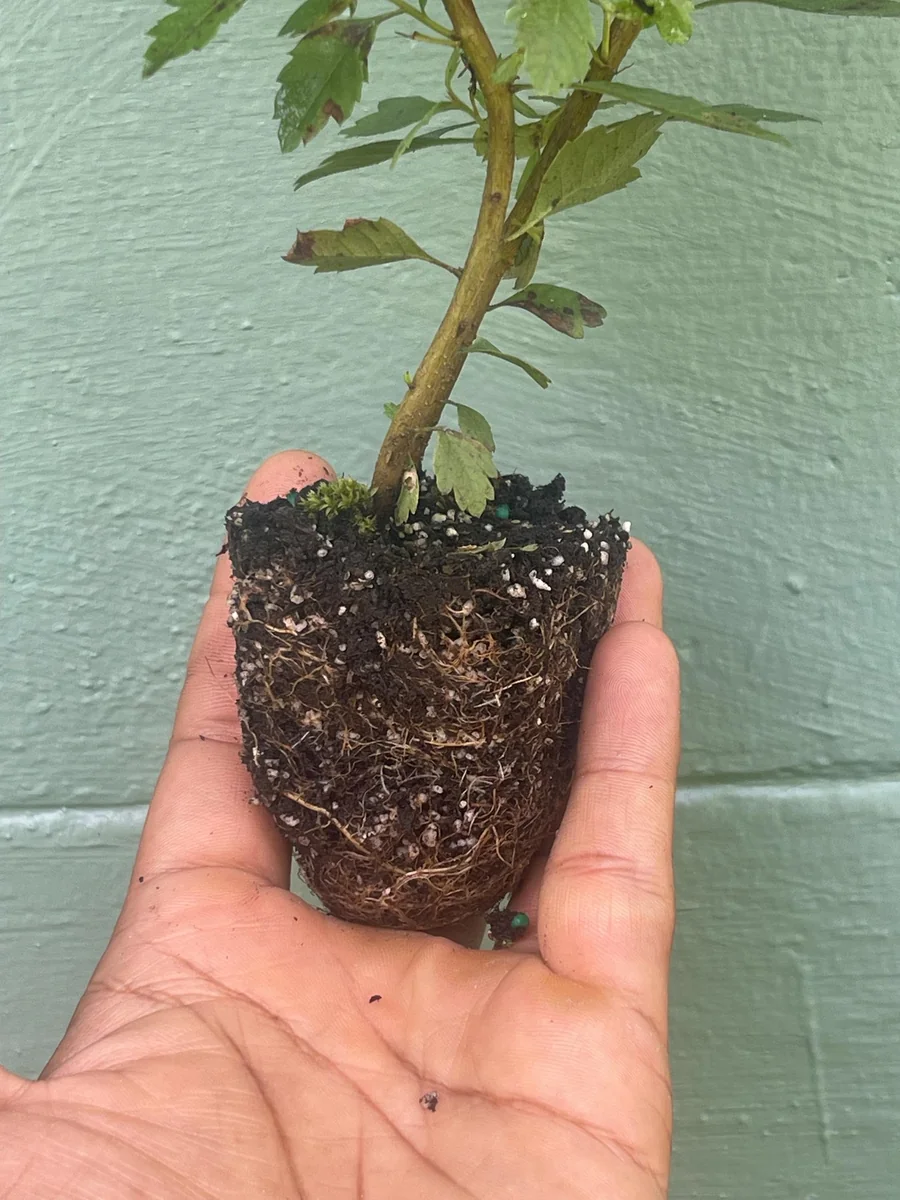 Southern Wax Myrtle Live Plant – Myrica cerifera Evergreen Shrub 10-20+ ft Outdoor - Image 5