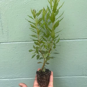 Southern Wax Myrtle Live Plant – Myrica cerifera Evergreen Shrub 10-20+ ft Outdoor - Image 6