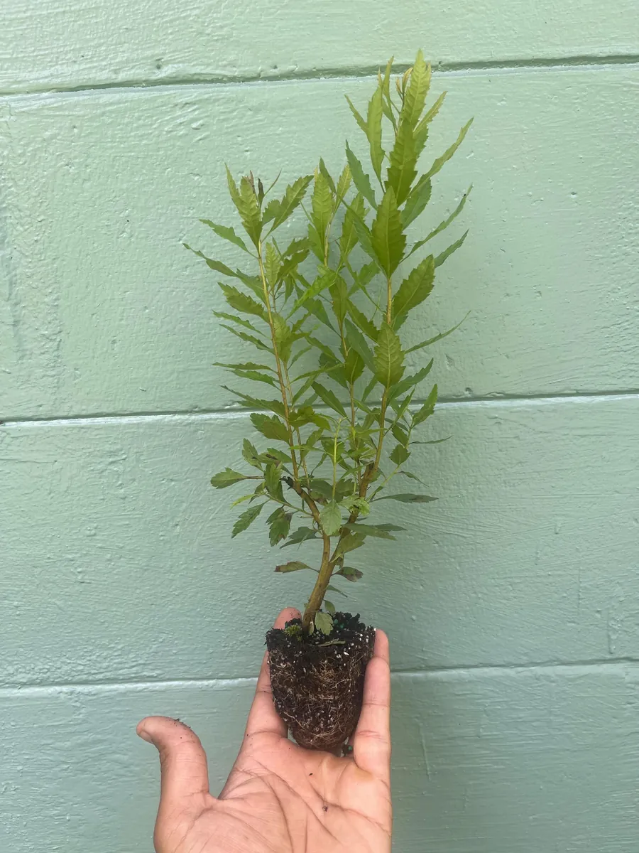 Southern Wax Myrtle Live Plant – Myrica cerifera Evergreen Shrub 10-20+ ft Outdoor - Image 6