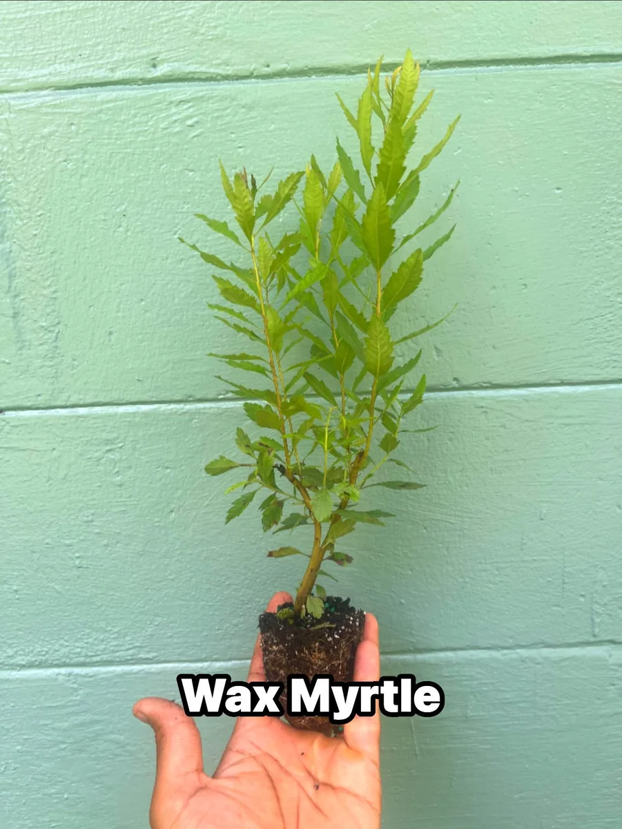 Southern Wax Myrtle Live Plant – Myrica cerifera Evergreen Shrub 10-20+ ft Outdoor - Image 1