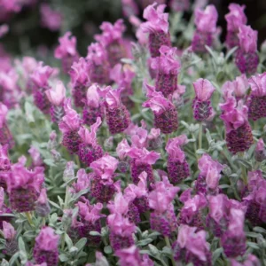 Spanish Lavender Frost Pink Live Plant - 4 inch Pot - Fragrant Outdoor Flower - Image 2