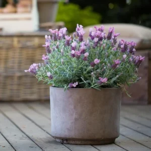 Spanish Lavender Frost Pink Live Plant - 4 inch Pot - Fragrant Outdoor Flower - Image 4