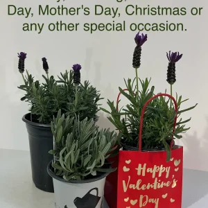 Spanish Lavender Plant Live – Lavandula Stoechas – Fragrant Shrub – 4 inch Pot - Image 10