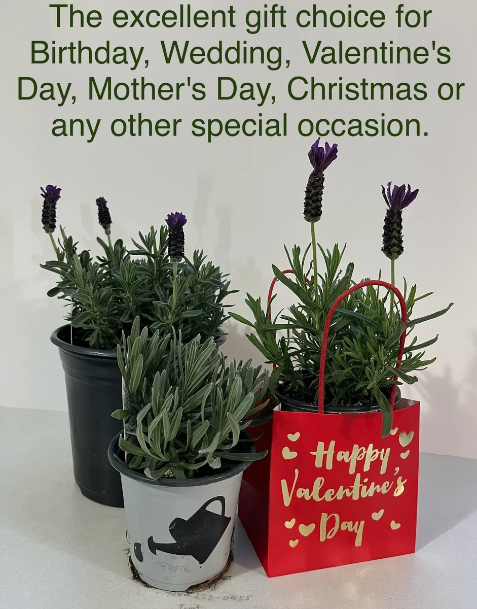 Spanish Lavender Plant Live – Lavandula Stoechas – Fragrant Shrub – 4 inch Pot - Image 10