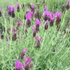 Spanish Lavender Plant Live – Lavandula Stoechas – Fragrant Shrub – 4 inch Pot - Image 1