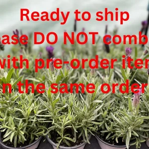 Spanish Lavender Plant Live – Lavandula Stoechas – Fragrant Shrub – 4 inch Pot - Image 3