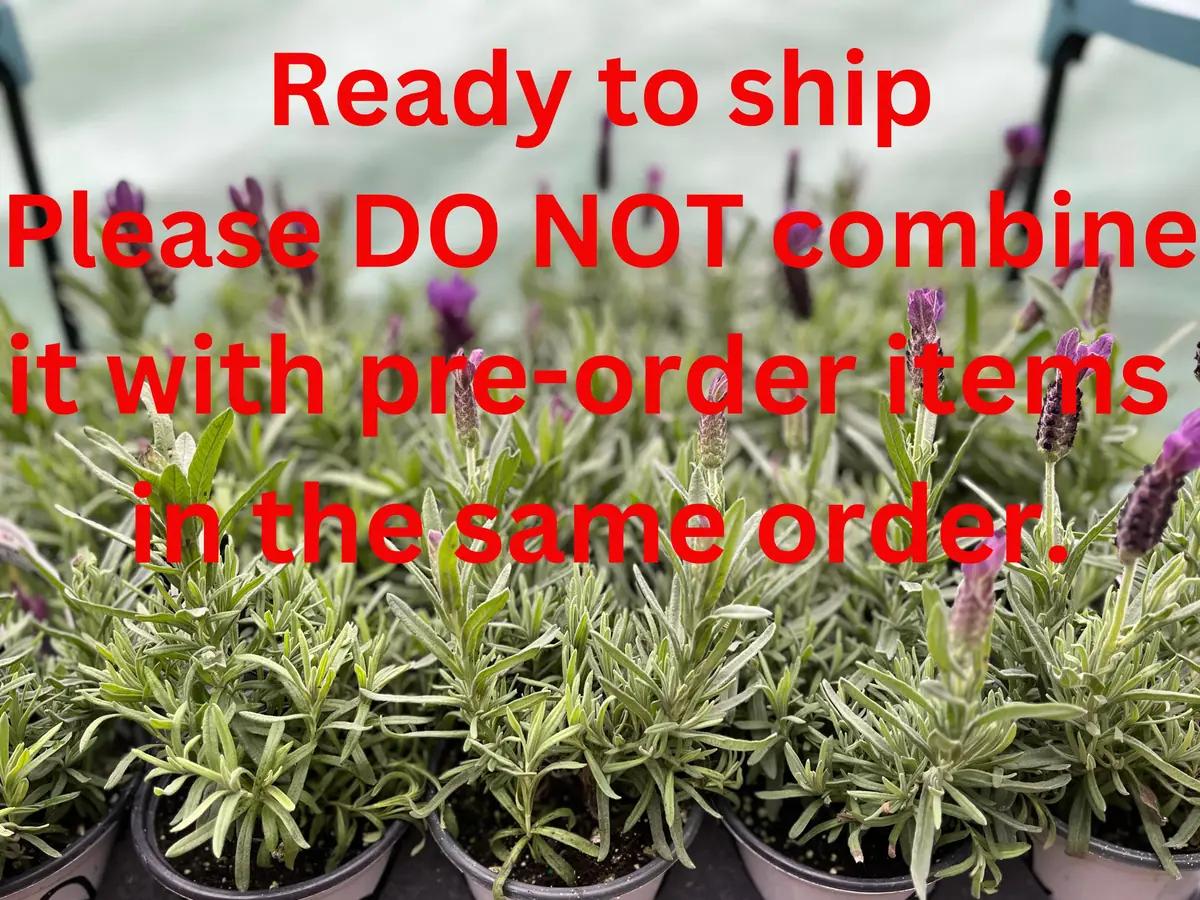 Spanish Lavender Plant Live – Lavandula Stoechas – Fragrant Shrub – 4 inch Pot - Image 3